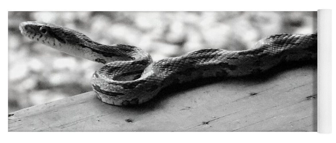 Snake Yoga Mat featuring the photograph Grey Rat Snake by Julie Pappas
