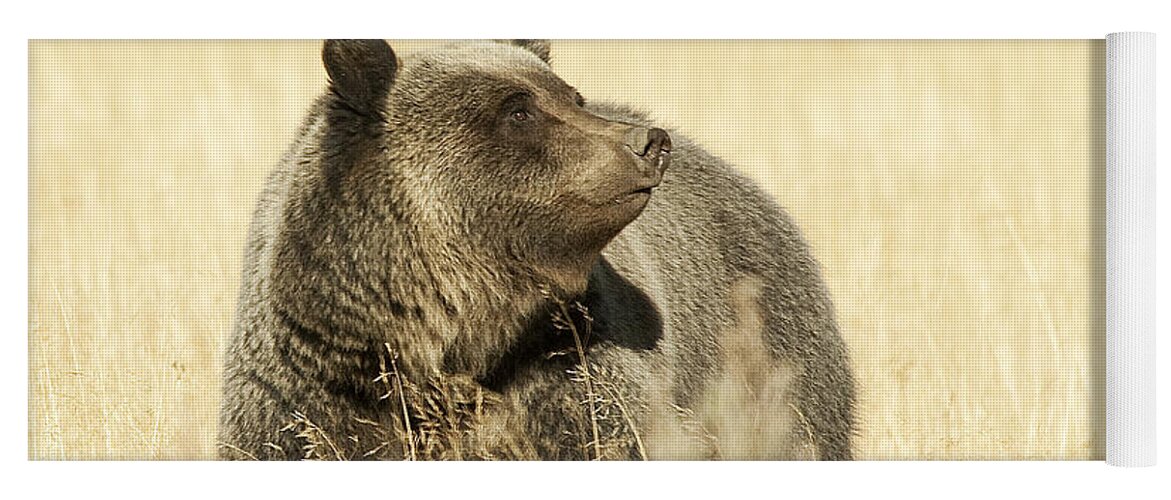 Grizzly Yoga Mat featuring the photograph Grizzly Bear by Gary Beeler