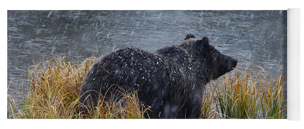 Grizzly Yoga Mat featuring the photograph Grizzly in Falling Snow by Mark Miller