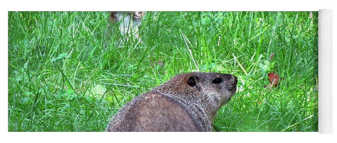Groundhog Yoga Mat featuring the photograph Groundhog and Squirrel Chance Encounter by Linda Stern