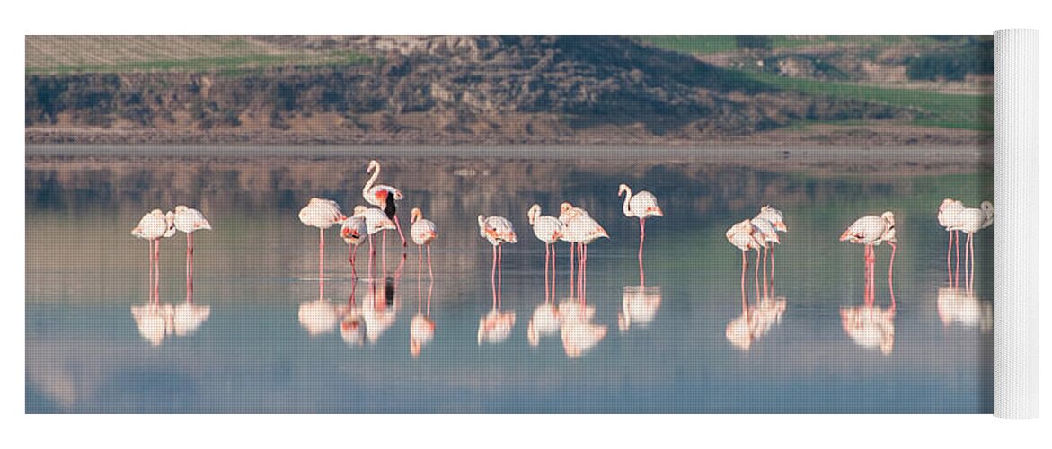 Flamingo Yoga Mat featuring the photograph Group of beautiful flamingo birds by Michalakis Ppalis