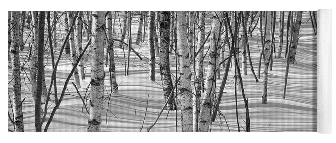 Shadows Yoga Mat featuring the photograph Group of White Birches by Alana Ranney