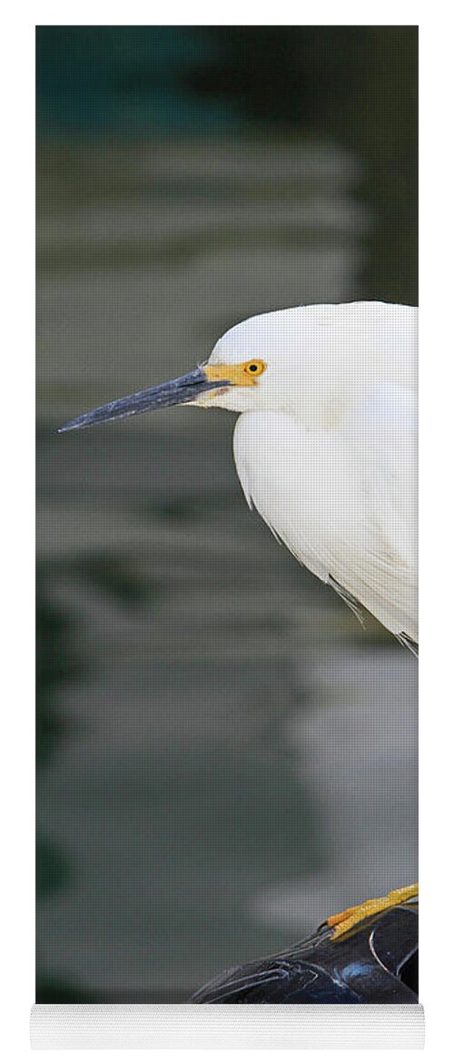 Egret Yoga Mat featuring the photograph Gru? by Shoal Hollingsworth