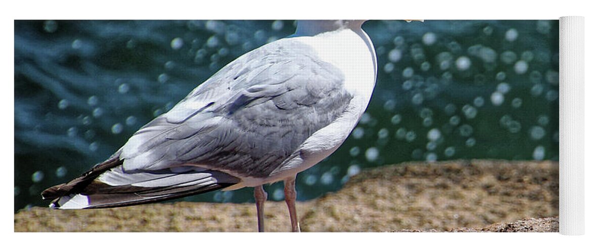 Seagull Yoga Mat featuring the photograph Gull with Spray at Sand Beach ME by Doolittle Photography and Art