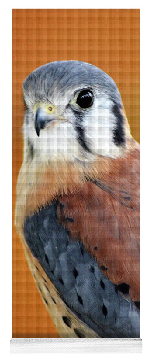 American Kestrel Yoga Mat featuring the photograph Handsome American Kestrel by Kathy Kelly
