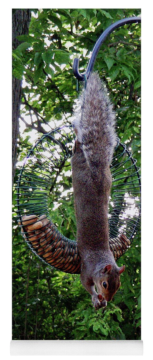 Squirrel Yoga Mat featuring the photograph Hang In There by Diane Lindon Coy