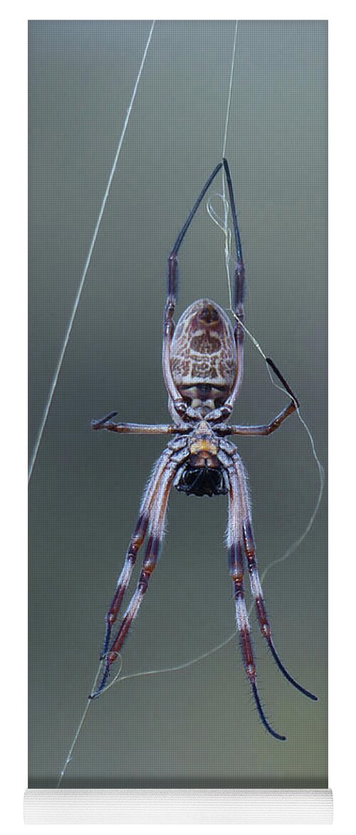 Spider Yoga Mat featuring the photograph Australian Spider by Phil Banks