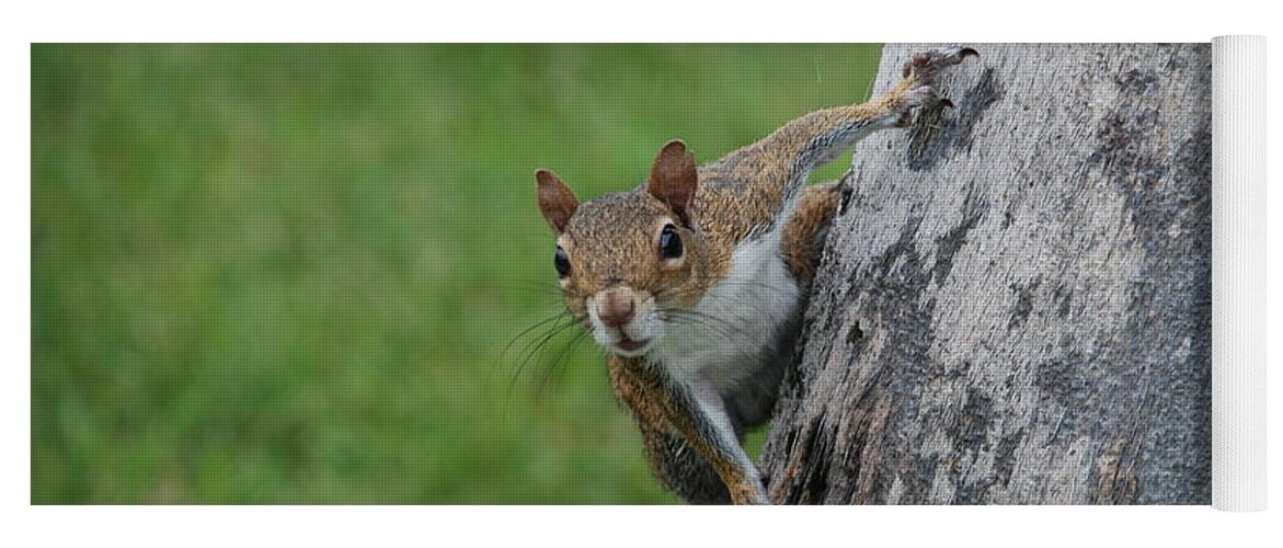 Squirrel Yoga Mat featuring the photograph Hanging On by Rob Hans
