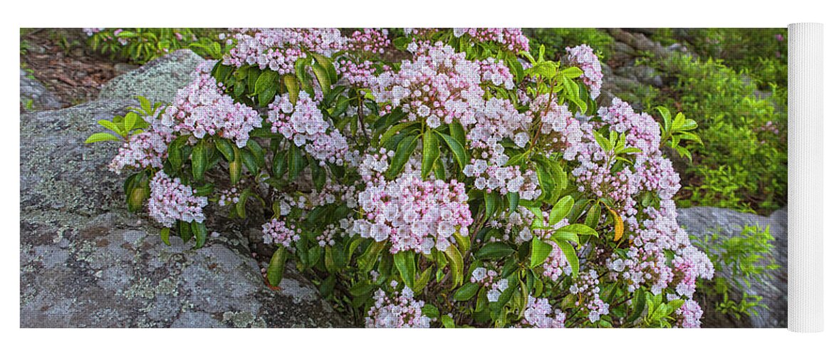 Harriman State Park Yoga Mat featuring the photograph Harriman Pink And White Mountain Laurel by Angelo Marcialis