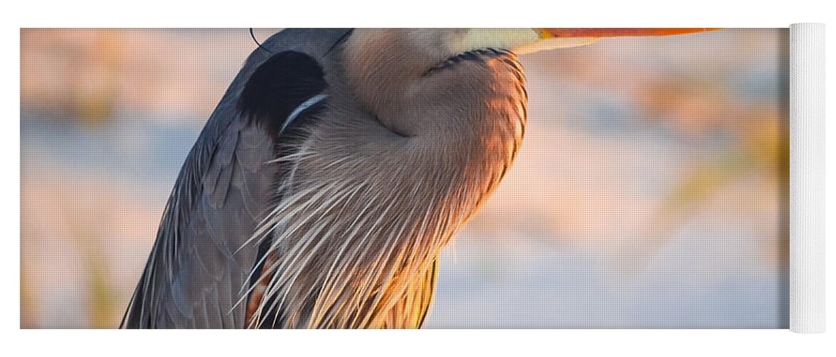Bird Yoga Mat featuring the photograph Harry the Heron with Plumage Close-Up by Jeff at JSJ Photography