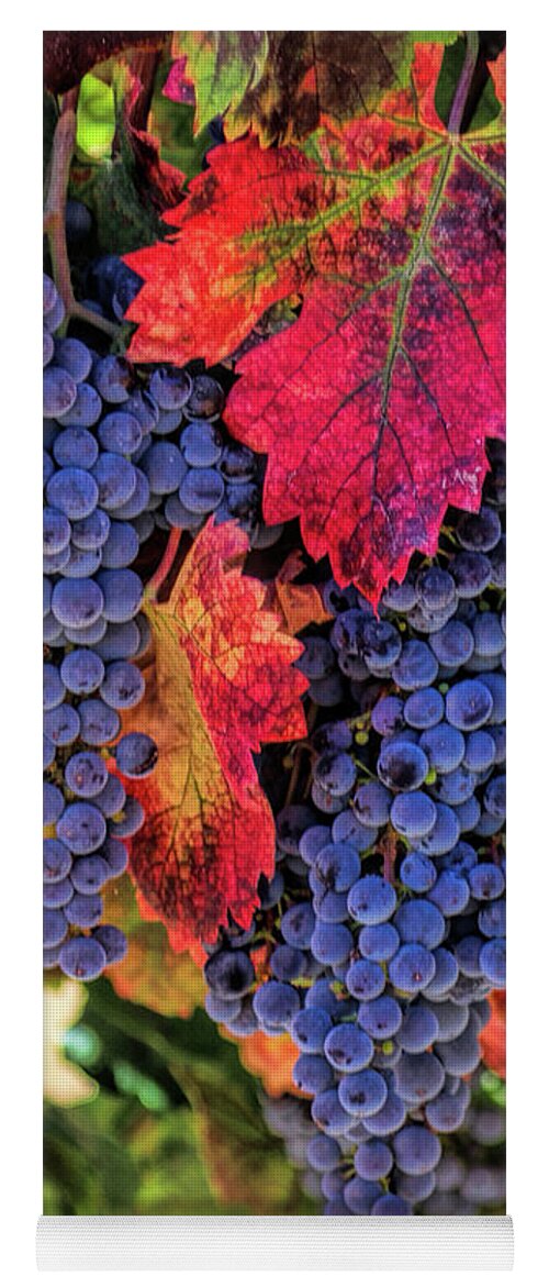 Vineyard Yoga Mat featuring the photograph Harvest Grapes Wine Country Autumn Vineyard by Stephanie Laird