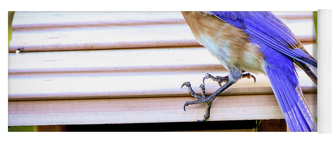 Bird Yoga Mat featuring the photograph Have a Little Cricket for Breakfast by Phil And Karen Rispin