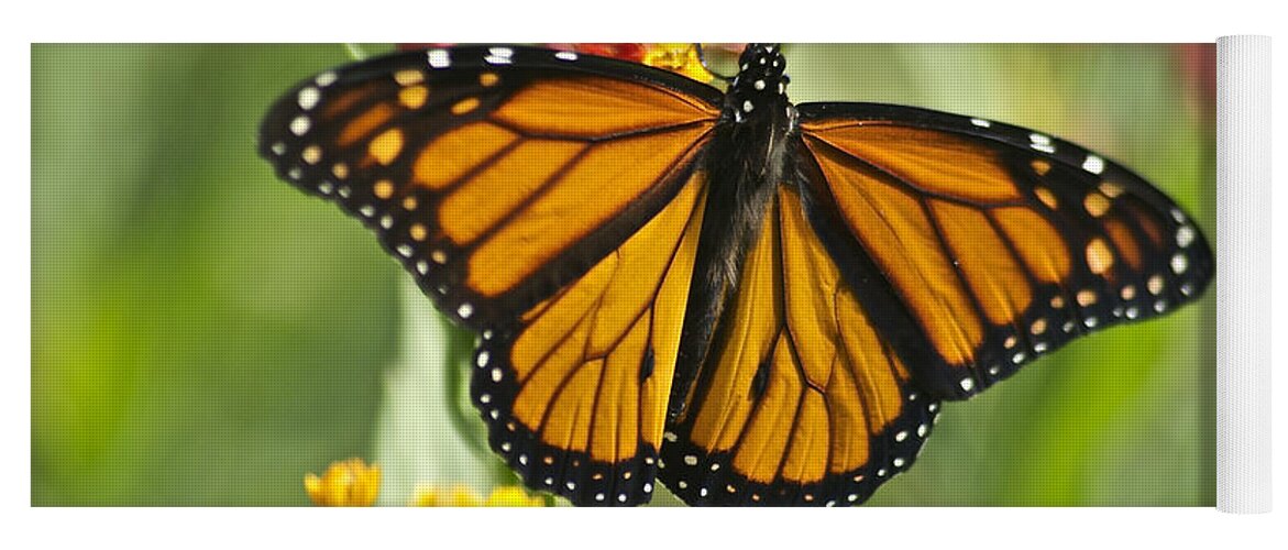 Wildlife Yoga Mat featuring the photograph Hawaiian Monarch 3 by Michael Peychich