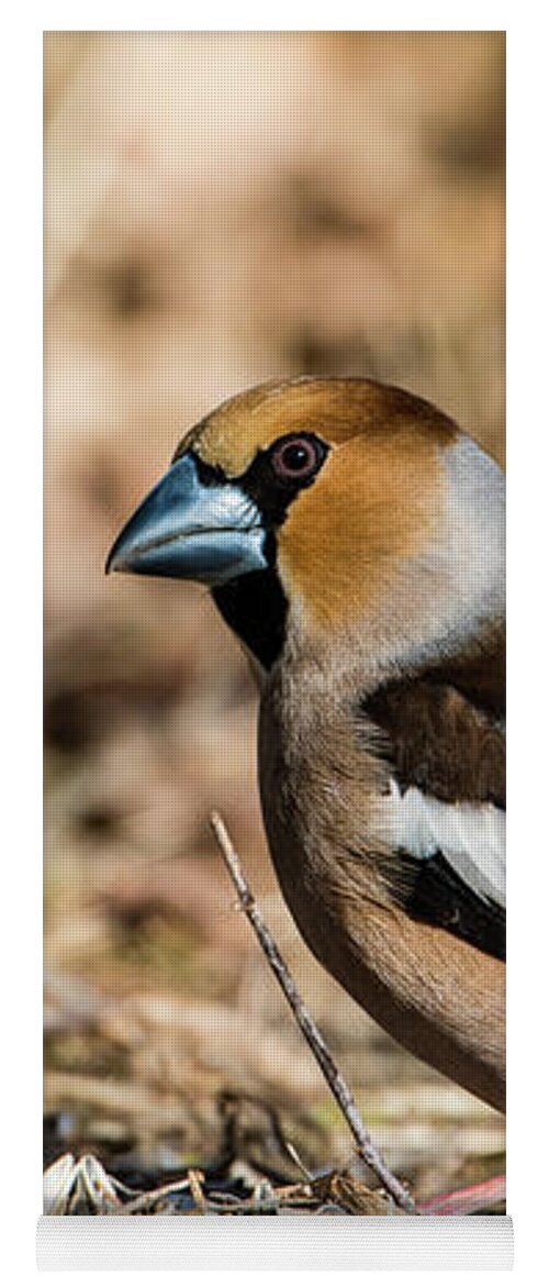 Hawfinch's Gaze Yoga Mat featuring the photograph Hawfinch's gaze by Torbjorn Swenelius