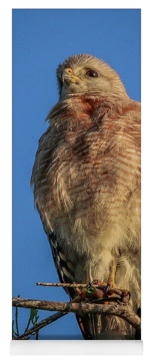 Hawk Yoga Mat featuring the photograph Hawk at Cypress Creek #2 by Tom Claud
