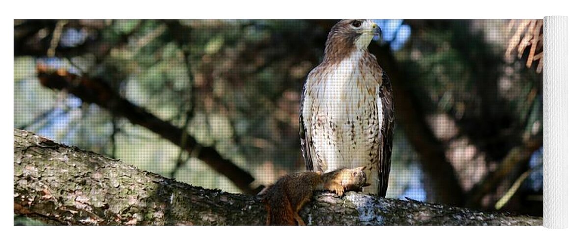 Hawk Yoga Mat featuring the photograph Hawk with squirrel by Christy Pooschke
