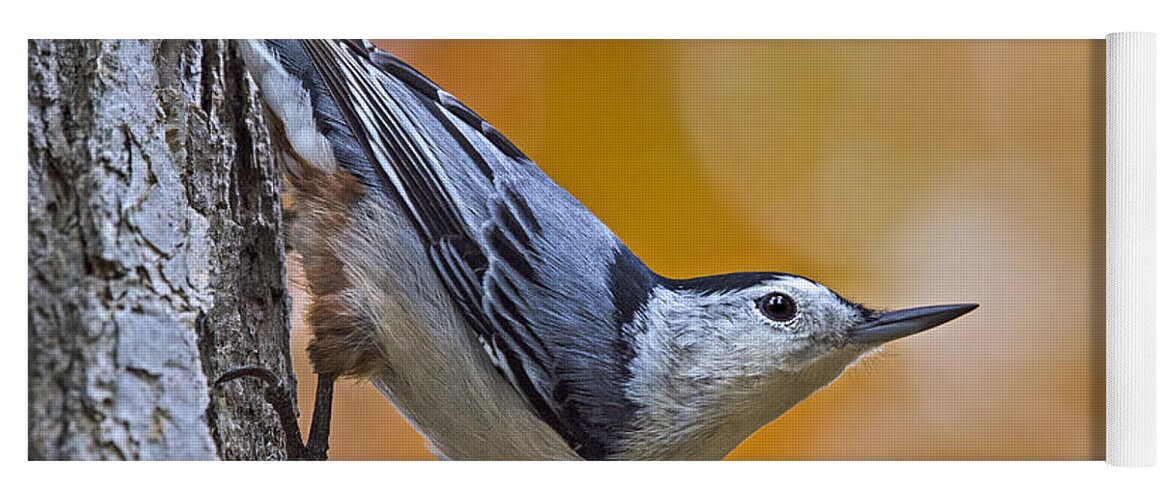 White-breasted Nuthatch Yoga Mat featuring the photograph Head First by Tony Beck