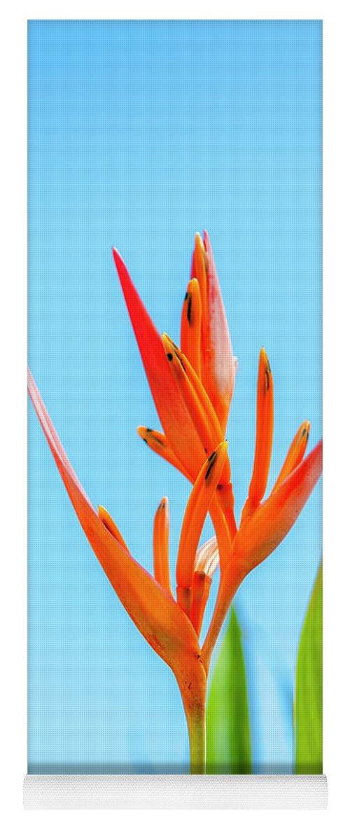 Flowers Yoga Mat featuring the photograph Heliconia Flower by Daniel Murphy