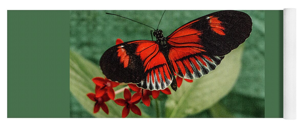 Heliconius Erato Yoga Mat featuring the photograph Heliconius Erato, Red Postman Butterfly by Venetia Featherstone-Witty