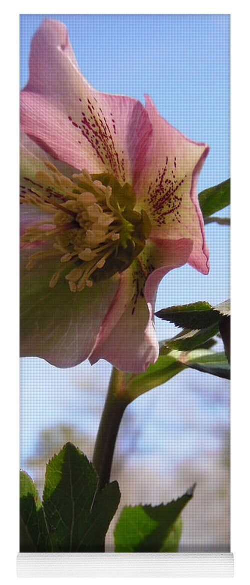 Hellebore Yoga Mat featuring the photograph Hellebore Morning by Nicole Angell