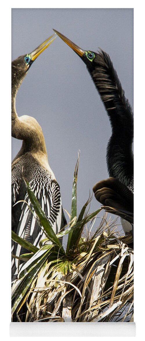 Anhinga Yoga Mat featuring the photograph Hen-Pecked by Jim Miller