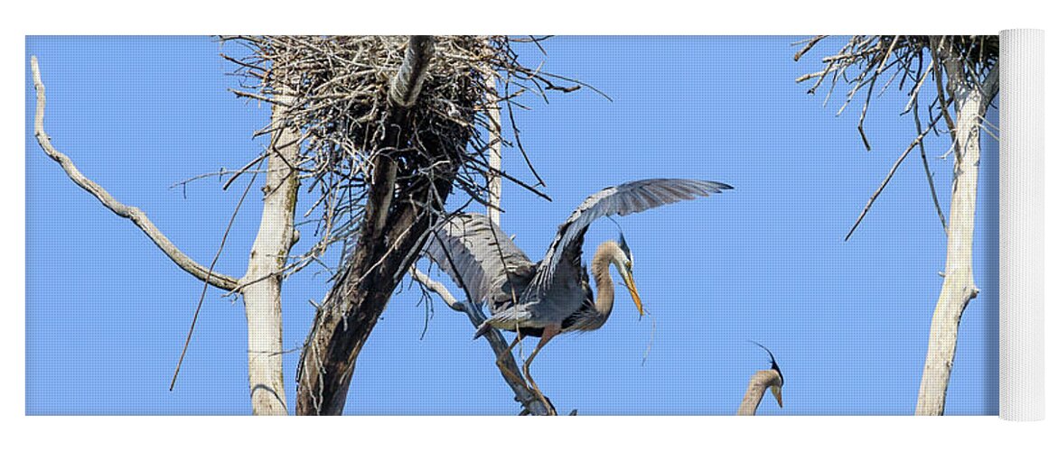 Great Blue Heron Yoga Mat featuring the photograph Heron Courting 1 of 6 The Offering by Joni Eskridge
