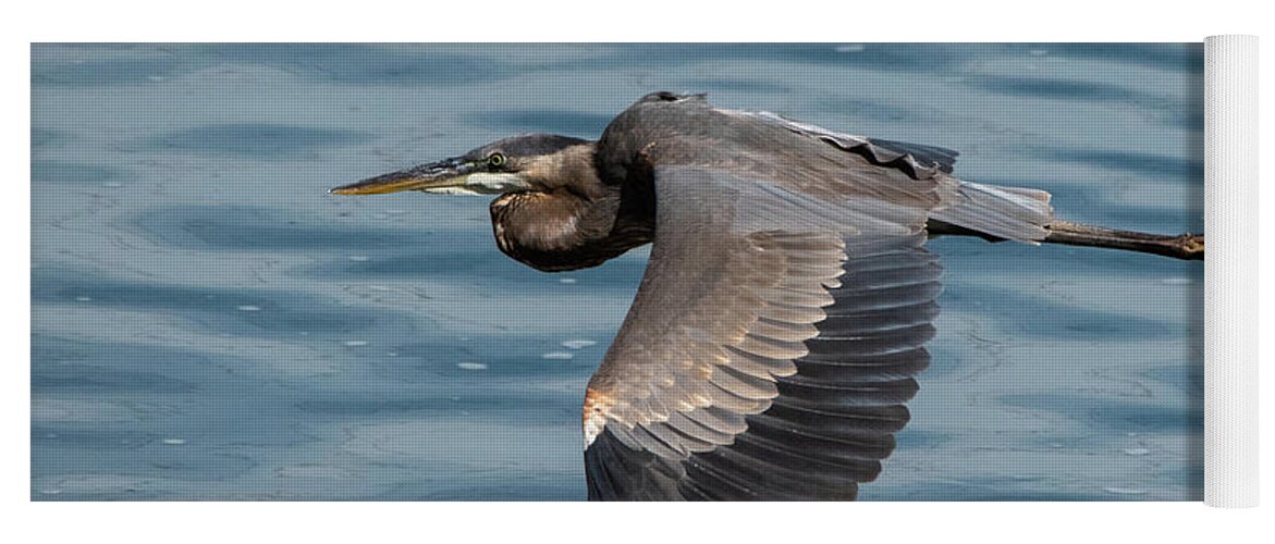 Conolingo Dam Yoga Mat featuring the photograph Heron in flight by Gary E Snyder