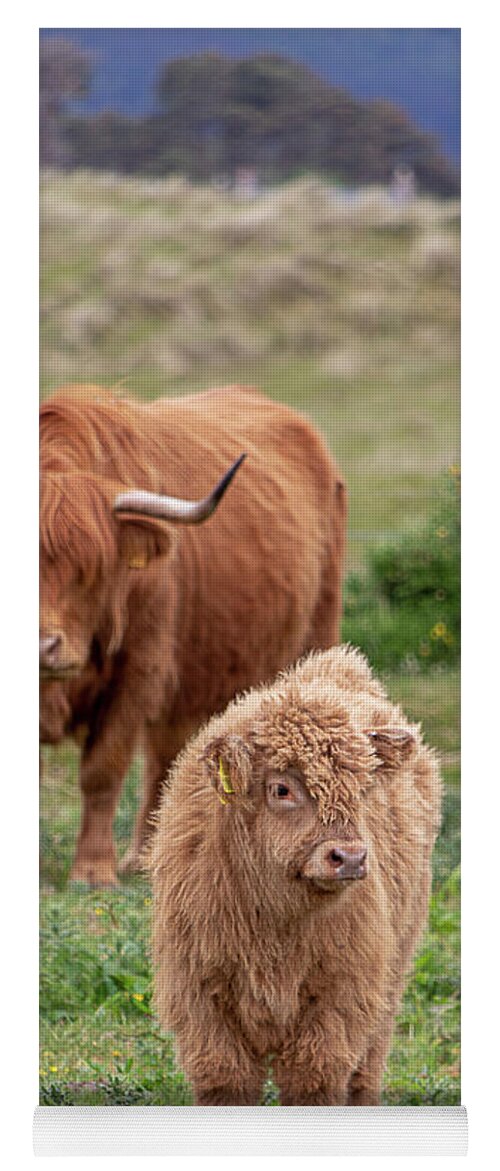 Animal Yoga Mat featuring the photograph Highland Calf and Mom by Teresa Wilson