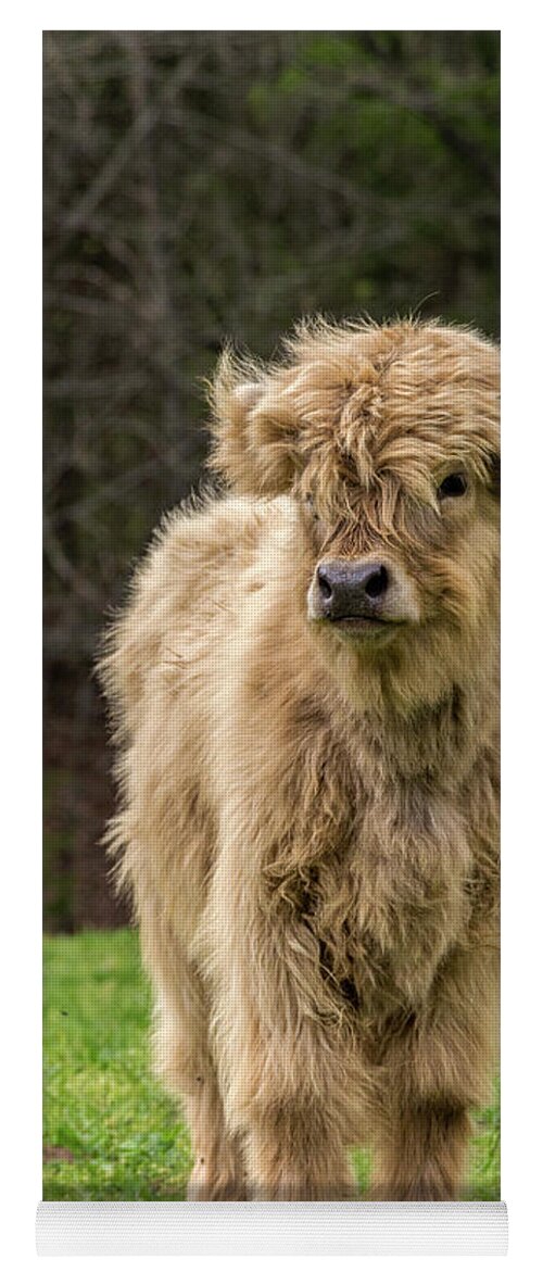 Calf Yoga Mat featuring the photograph Highland Calf by Holly Ross