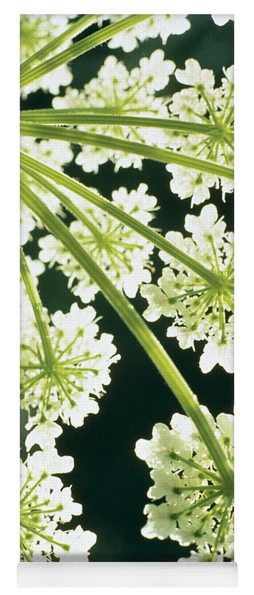 Flower Yoga Mat featuring the photograph Himalayan Hogweed Cowparsnip by American School