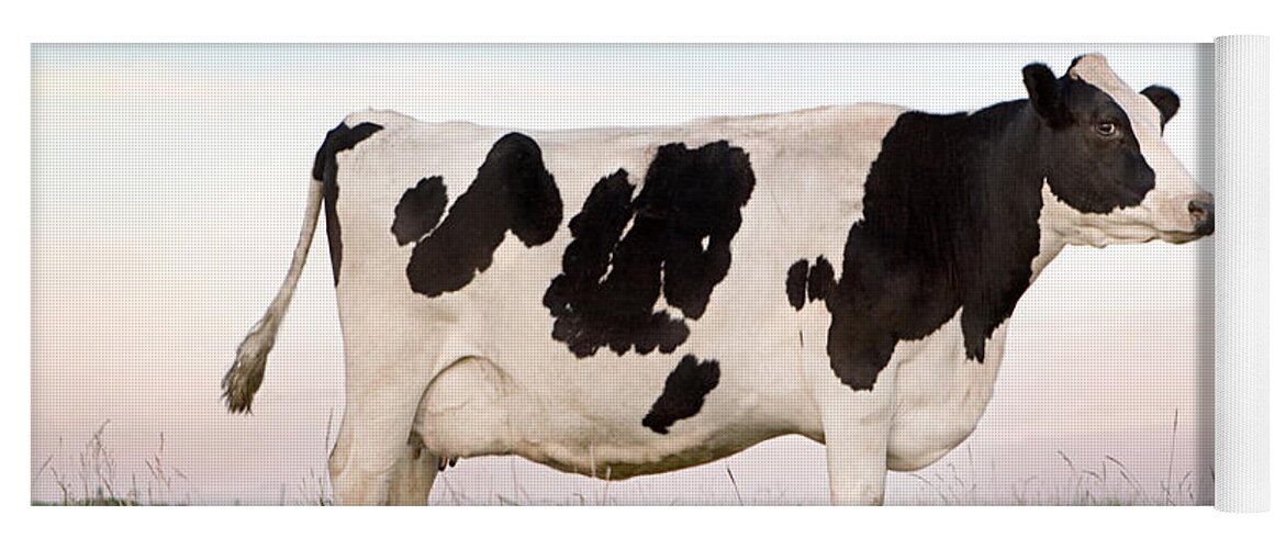 Cattle Yoga Mat featuring the photograph Holstein Dairy Cow by Cindy Singleton