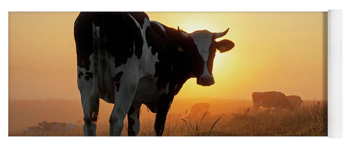 Holstein Friesian Yoga Mat featuring the photograph Holstein Friesian Cow by Arterra Picture Library
