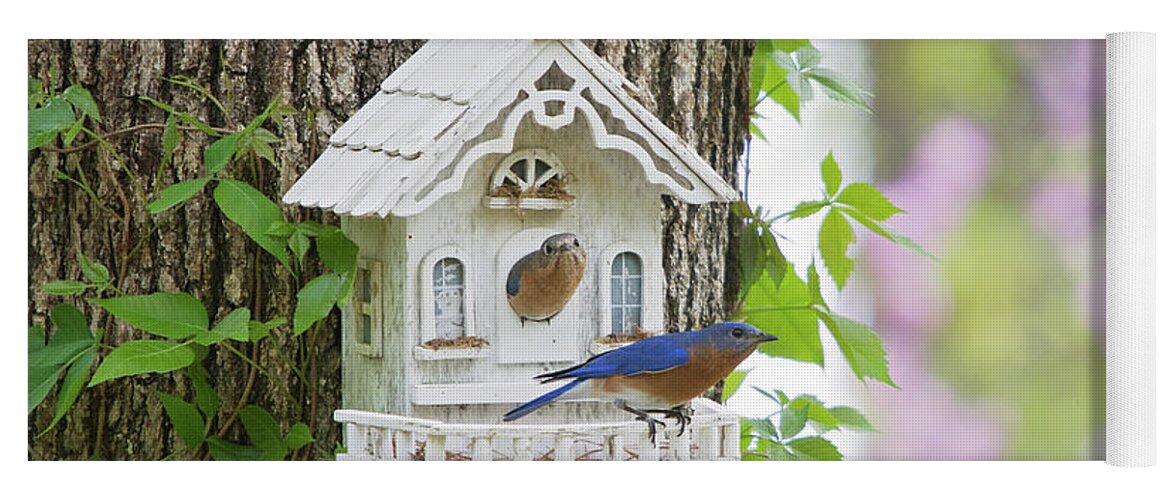 Bluebirds Yoga Mat featuring the photograph Home Sweet Home by Eilish Palmer