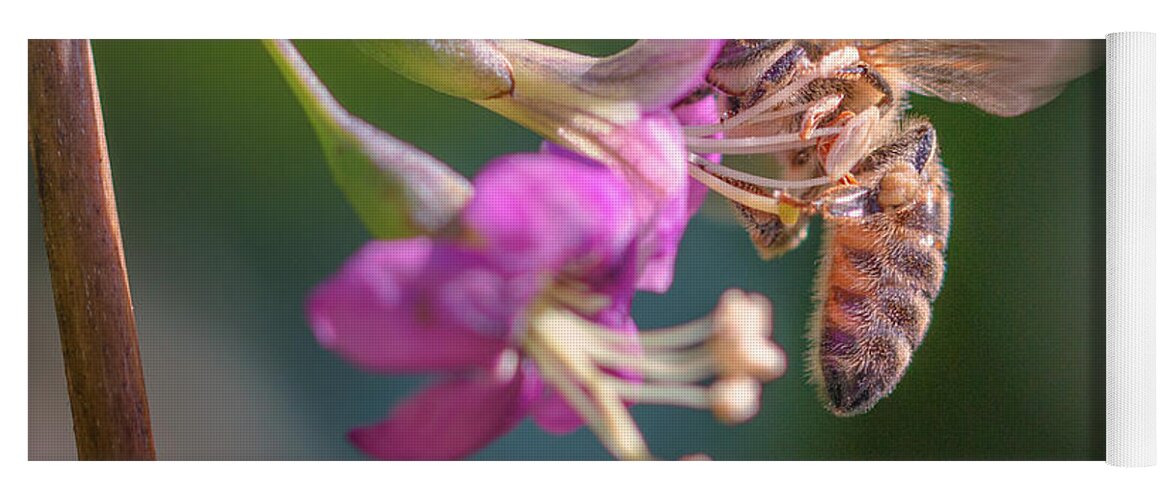 Animal Yoga Mat featuring the photograph Honey bee on Goji berry flower by Jivko Nakev
