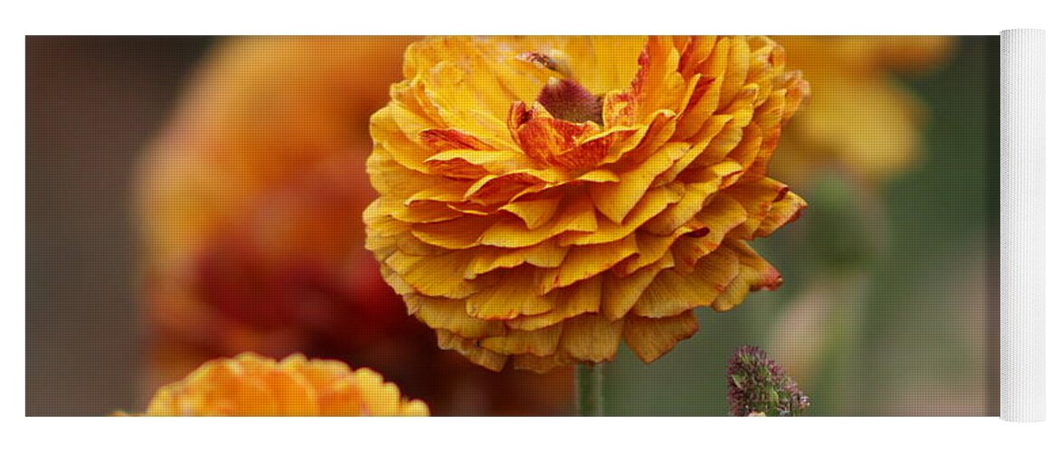 Honey Brown Ranunculus Yoga Mat featuring the photograph Honey Brown and Pumpkin Ranunculus by Colleen Cornelius