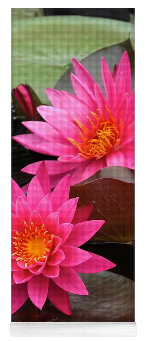 Hot Pink Waterlily Yoga Mat featuring the photograph Hot Pink Twin Tropical Waterlily Charm by Byron Varvarigos
