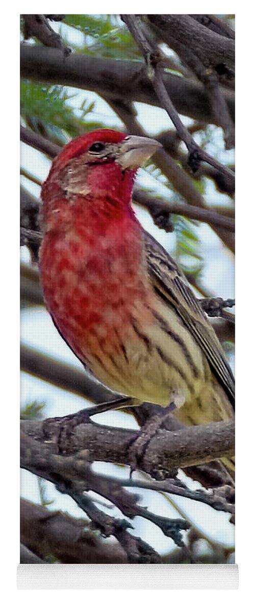 House Yoga Mat featuring the photograph House Finch v1809 by Mark Myhaver