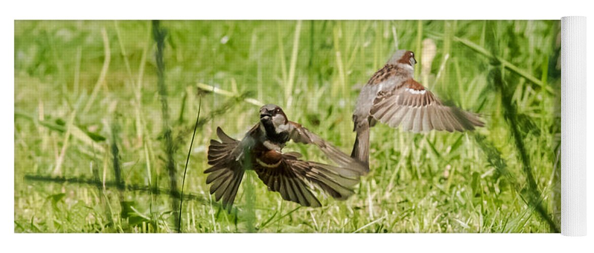 House Sparrows Yoga Mat featuring the photograph House Sparrows in Flight by Holden The Moment