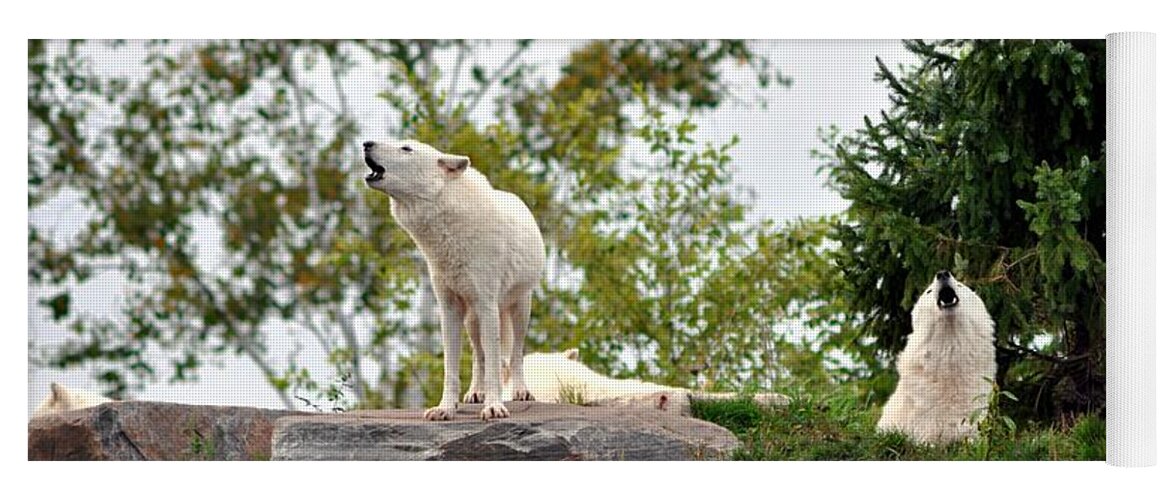 Wild Yoga Mat featuring the photograph Howling Arctic Wolves by Elaine Manley