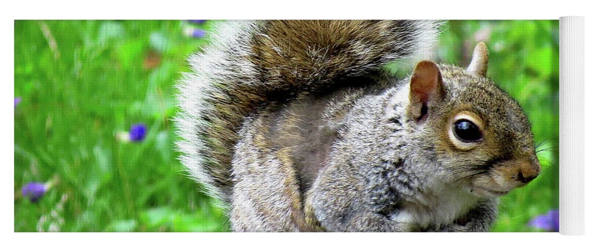 Eastern Grey Squirrels Yoga Mat featuring the photograph Humble Squirrel by Linda Stern