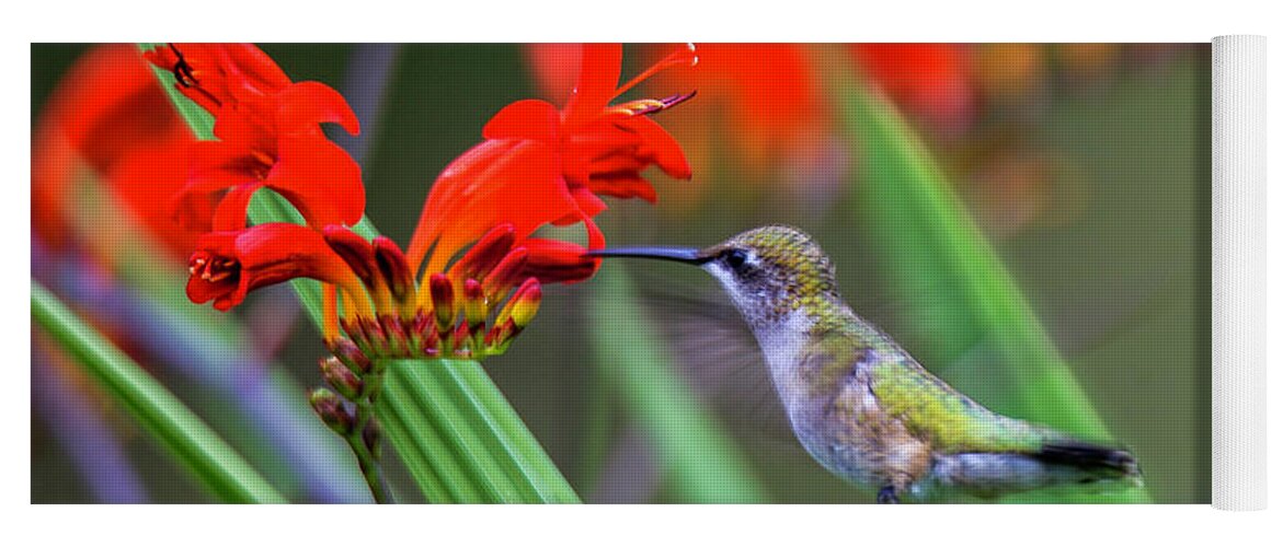 Hummingbird Yoga Mat featuring the photograph Hummer Lunch by Dale R Carlson