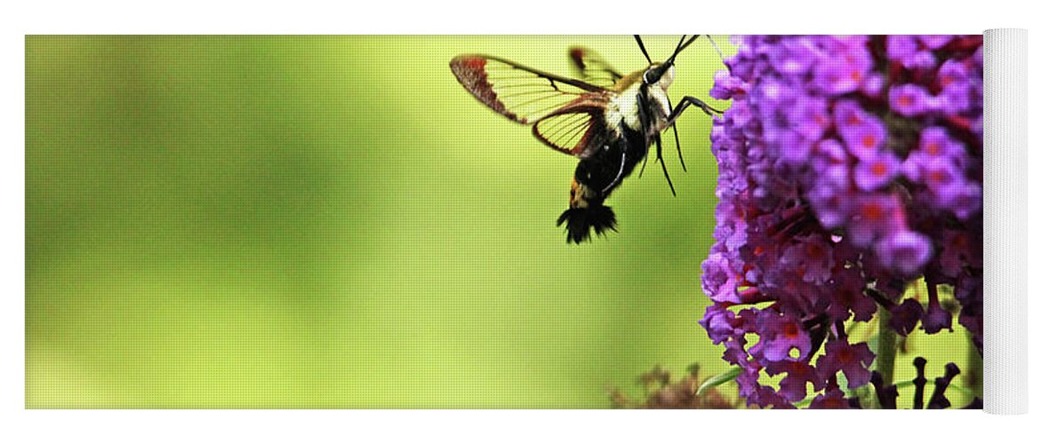 Hummingbird Moth Yoga Mat featuring the photograph Hummingbird Clearwing by Debbie Oppermann