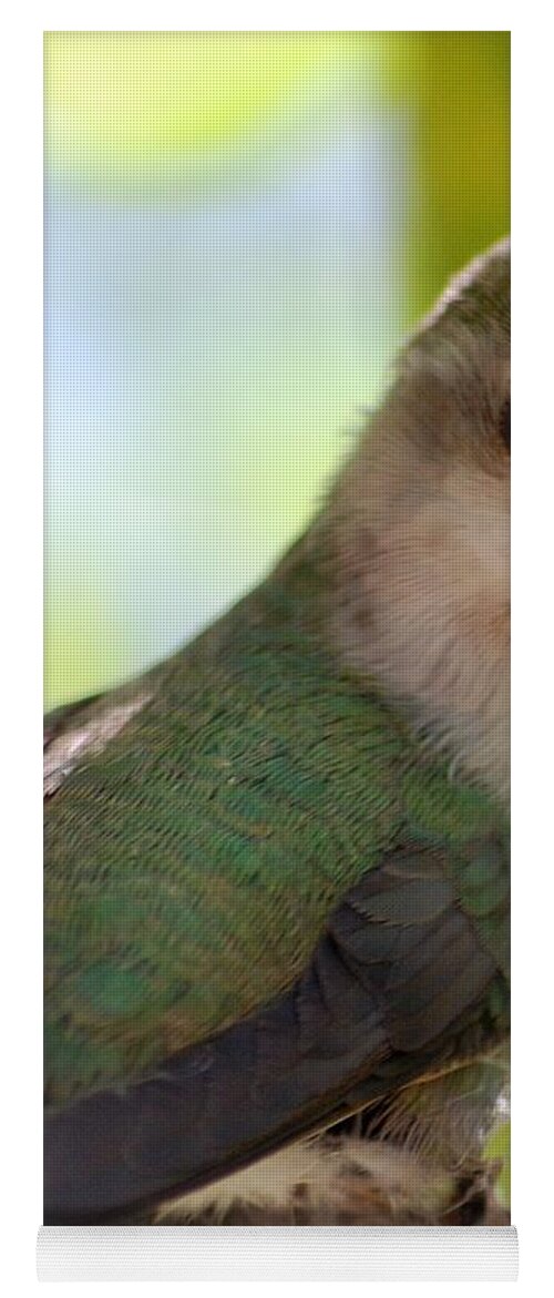 Hummingbird Yoga Mat featuring the photograph Hummingbird with small nest by Amy Fose