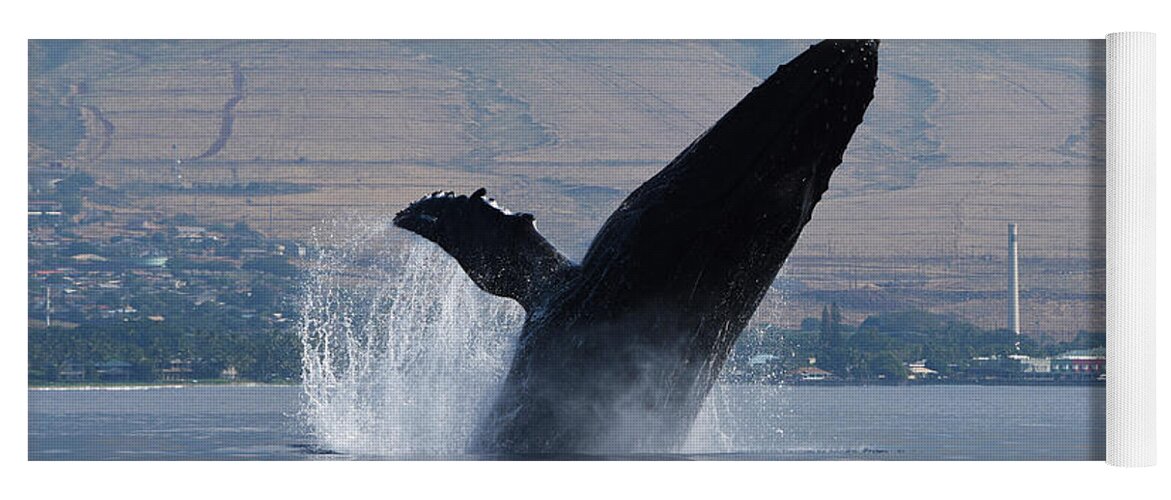 Humpback Yoga Mat featuring the photograph Humpback Whale Breach by Jennifer Ancker