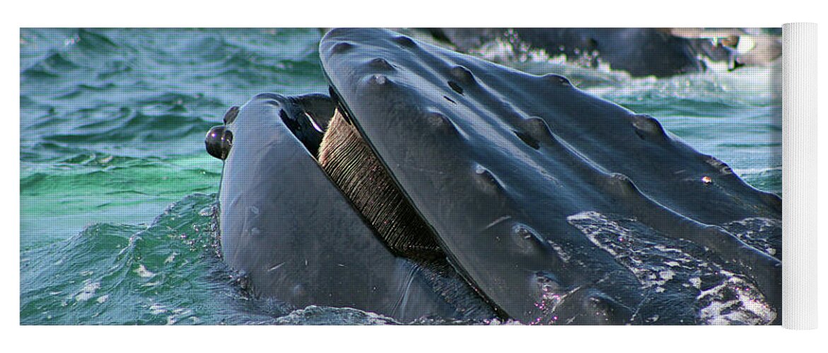 Humpback Whale Mouth Yoga Mat featuring the photograph Humpback Whale Mouth by Linda Sannuti