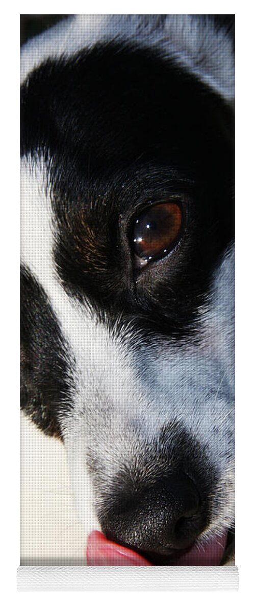 Pet Yoga Mat featuring the photograph Hungry Dog by Jorgo Photography