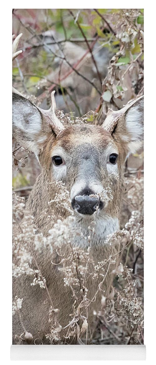 Deer Yoga Mat featuring the photograph Hunters Dream by Everet Regal