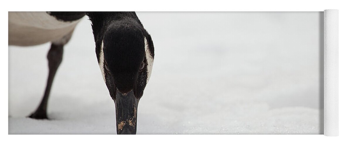 Canada Goose Point Yoga Mat featuring the photograph I Do See You by Karol Livote