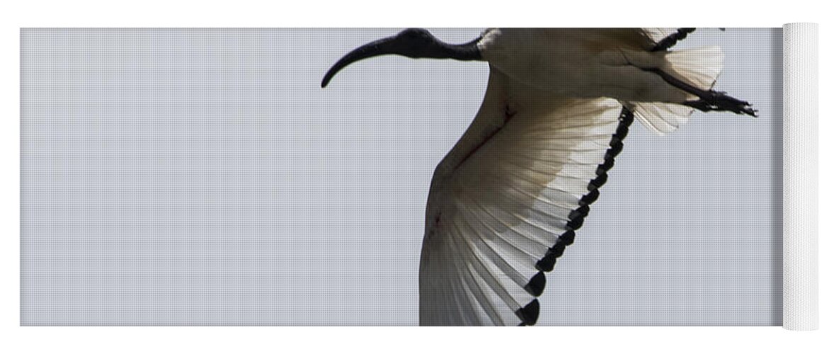 Flight Yoga Mat featuring the photograph Ibis in Flight by Pravine Chester