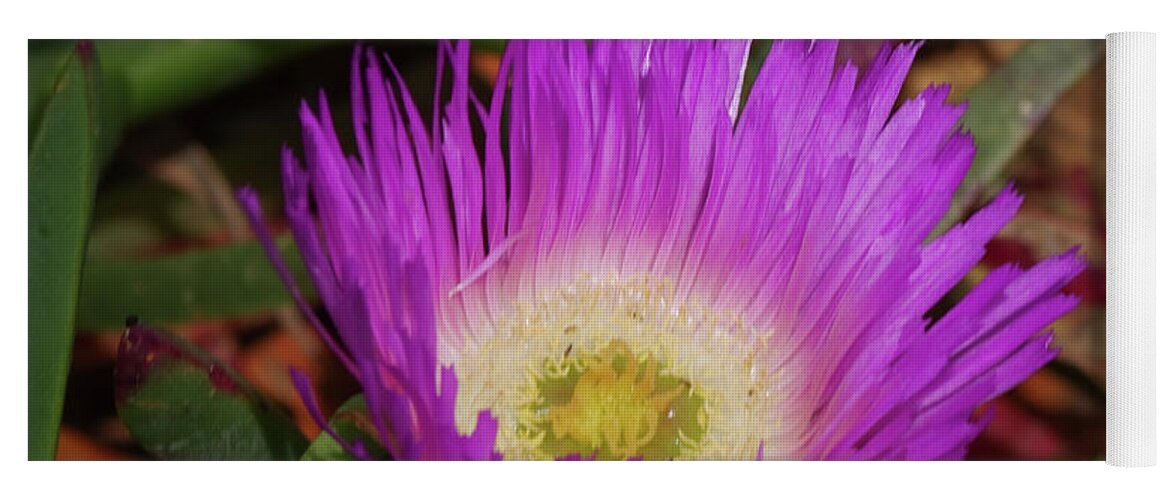 Adria Trail Yoga Mat featuring the photograph Ice Plant Flower by Adria Trail